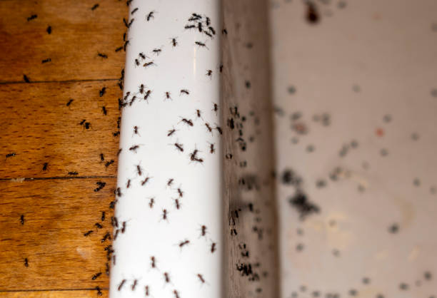 Best Affordable Pest Control Services  in Seville, OH